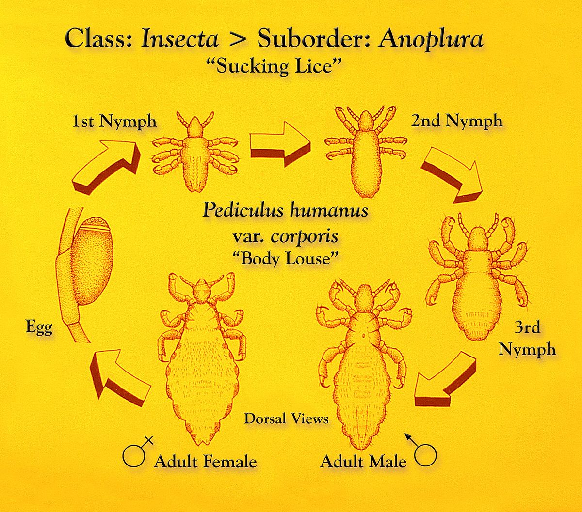 Pediculus-Humanus-Humanus1.jpg