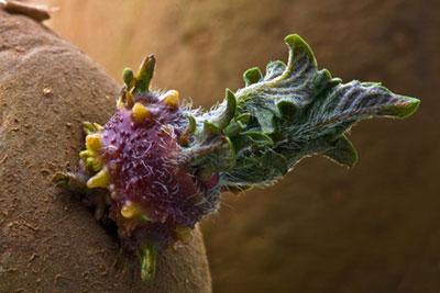 Проращивание картофеля