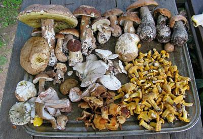 Собранные грибы