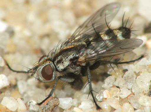 Sarcophagidae.jpg