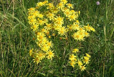 Растение крестовник