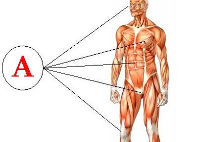 Влияние витамина а на организм