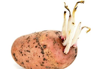 Ростки картофеля