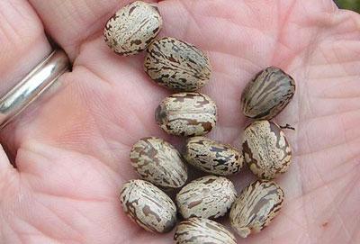 Семена клещевины