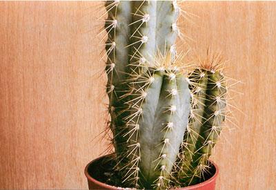 Растение трихоцереус ядовитый