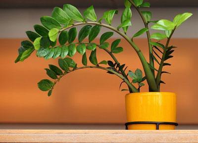 Цветок замиокулькас