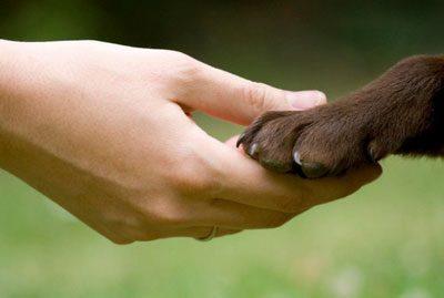 Держать лапу животного