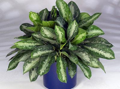 Растение Аглаонема