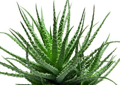 Растение Алоэ
