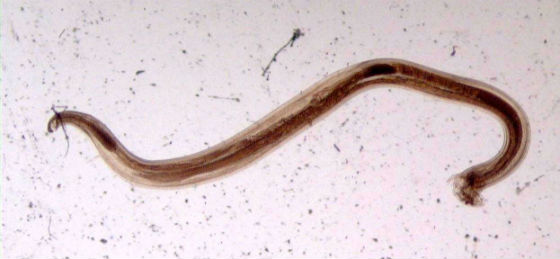 ankilostoma-krass.jpg
