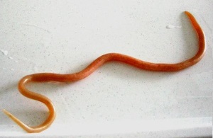 ascaris_suum-1.jpg