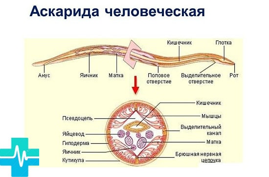 askarida_chelovecheskaya_gemoparazit_w211-min.jpg