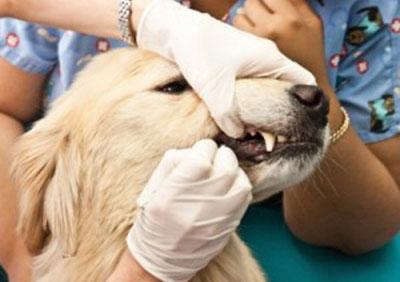 Лекарство для собаки