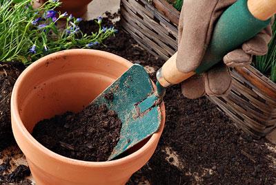 Пересадка растения