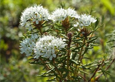 Болотный багульник