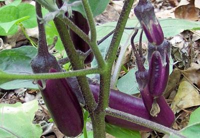 Баклажаны на ветке