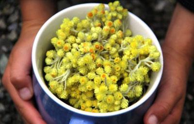 Соцветия бессмертника