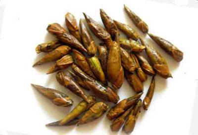 Березовые почки