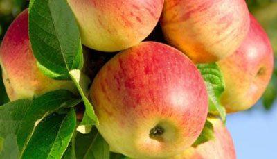 Яблоки на ветке