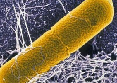 Ботулизм под микроскопом