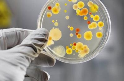 Посев на тиф