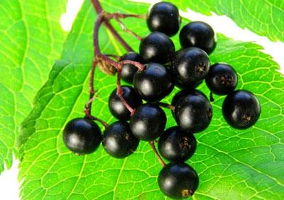 Ягоды бузины