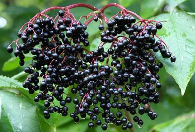 Плоды бузины