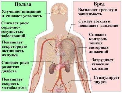 Польза и вред кофеина