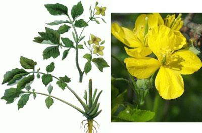 Строение чистотела