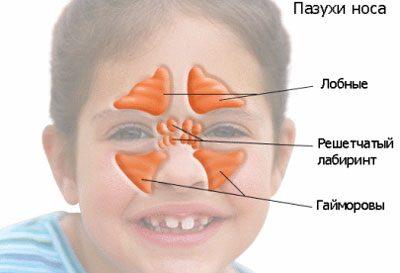 Носовые пазухи