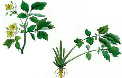 Трава чистотел