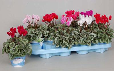 Растение цикламен персидский