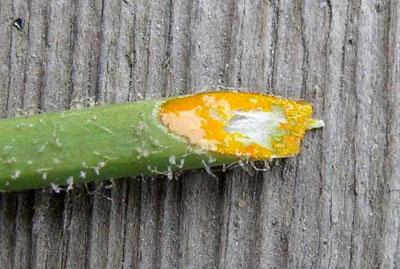 Сок чистотела