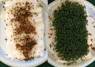 Влияние wifi на рост растений