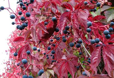 Ягоды девичьего винограда