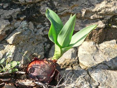 Морской лук