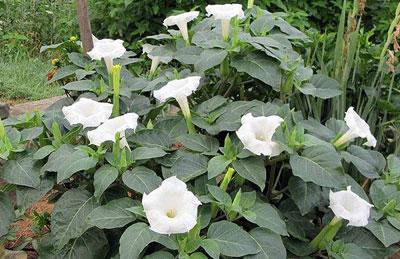 Дурман обыкновенный