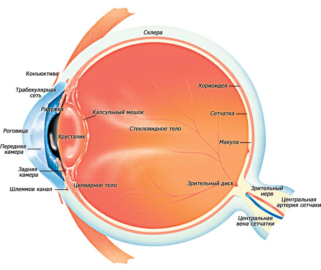 анатомия глаза