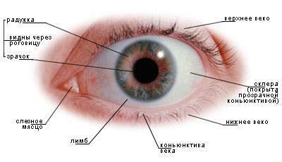 как выглядит глаз
