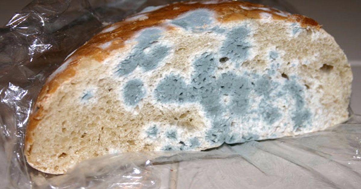 Плесень на хлебе