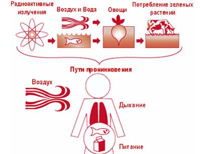 Попадание радиации в организм