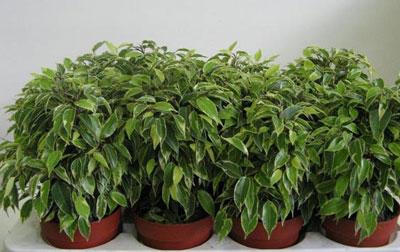 Фикус Бенджамина