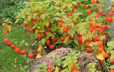 Декоративный физалис