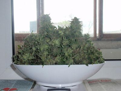 Сухие листья беладонны