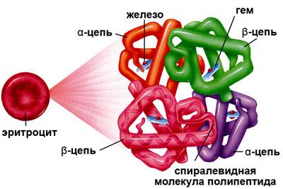 Строение гемоглобина