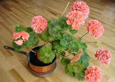 Растение герань