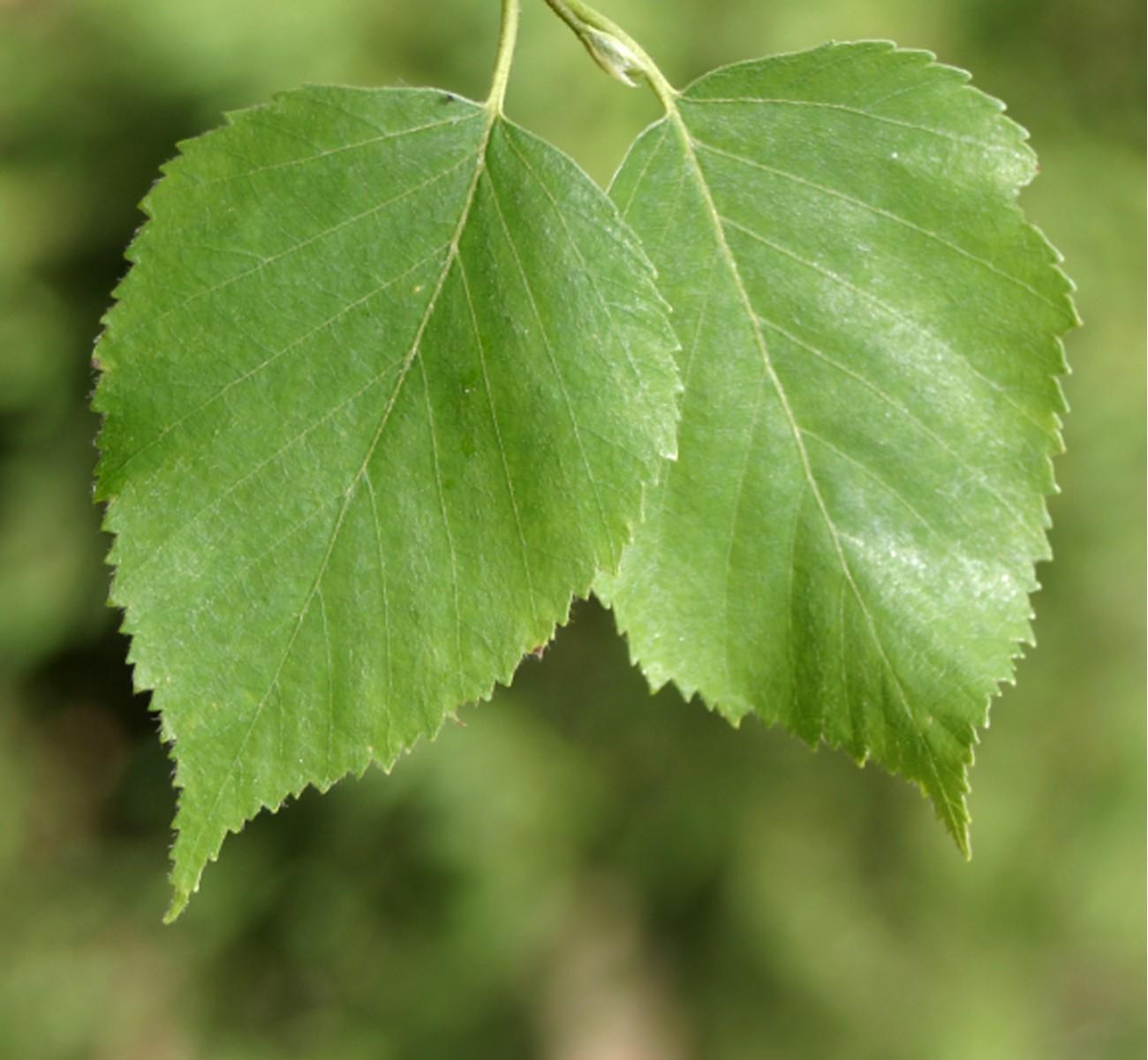 Лист березы