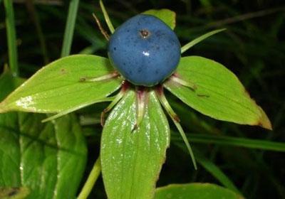 Вороний глаз