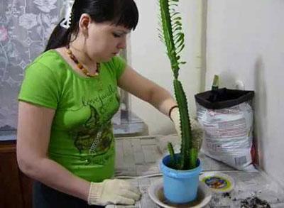 Уход за молочаем