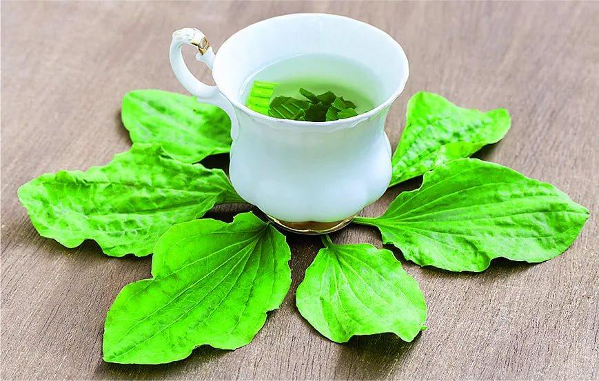 Подорожник